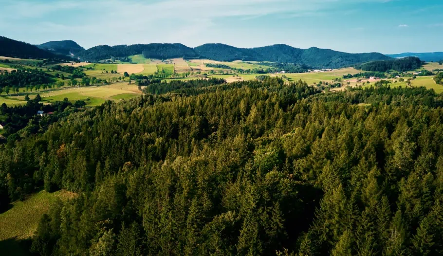 birds eye view of woods in the country