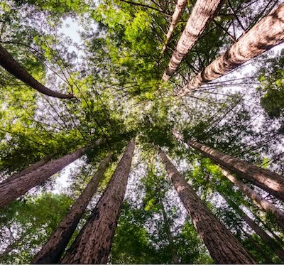 looking up at trees in forest